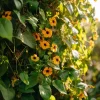 Black Eyed Susan Vine Seeds - 50 Heirloom Thunbergia alata for Trellises - Image 1
