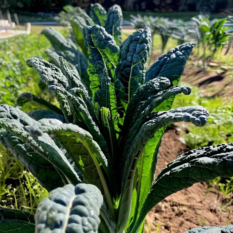 Black Magic Kale Seeds - 300 Seeds, Dark Leafy Greens, Cold-Hardy - Image 2