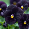 Black Viola Sorbet Seeds - 25 Seed Packet, Velvet-Purple Blooms - Image 1