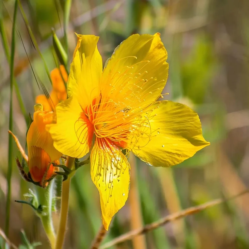 Blazing Star Seeds - Mentzelia lindleyi Golden Wildflower Seeds - 50 Count - Image 2