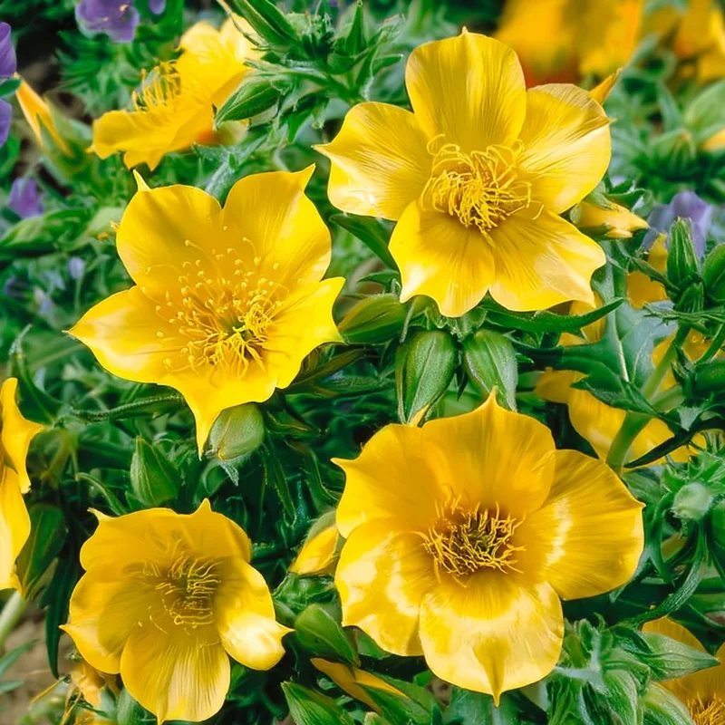 Blazing Star Seeds - Mentzelia lindleyi Golden Wildflower Seeds - 50 Count - Image 4