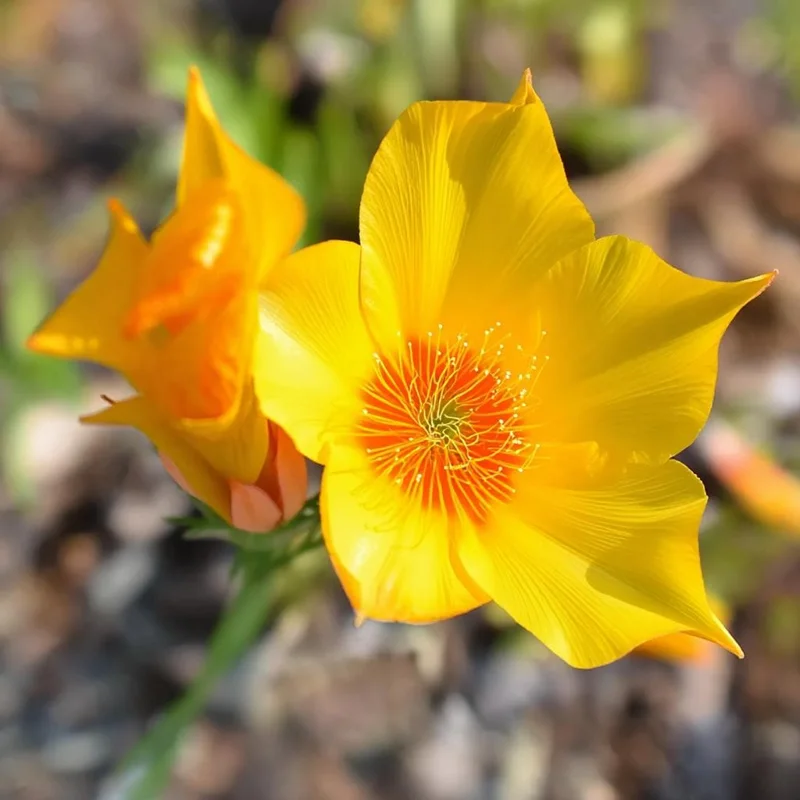 Blazing Star Seeds - Mentzelia lindleyi Golden Wildflower Seeds - 50 Count - Image 5