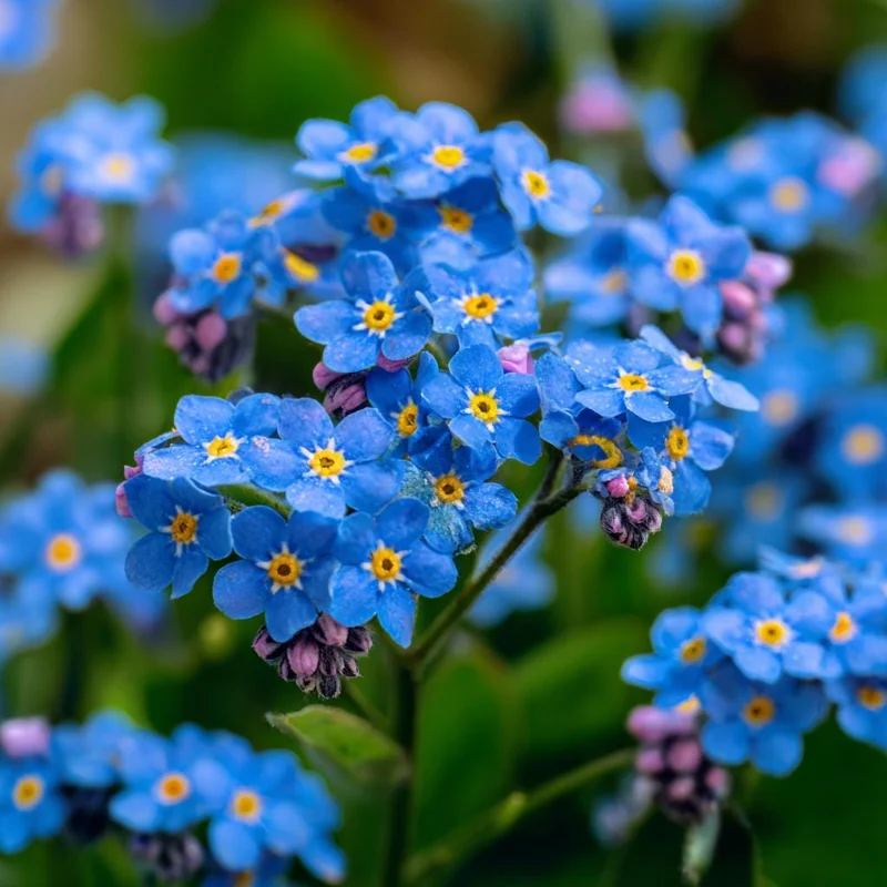 Blue Angel Cape Forget Me Not Seeds - 200 Count - Vibrant Sky-Blue Annual Flowers - Image 2