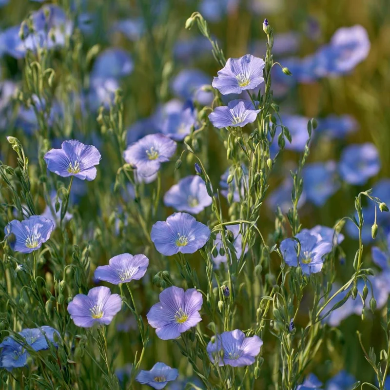 Blue Flax Wildflower Seeds – 350 Linum Perenne Seeds, Pollinator-Friendly - Image 3