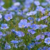 Blue Flax Wildflower Seeds – 350 Linum Perenne Seeds, Pollinator-Friendly - Image 1