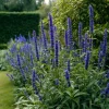 Blue Hyssop Seeds - Hyssopus officinalis - 250 Pollinator Garden Seeds - Image 1
