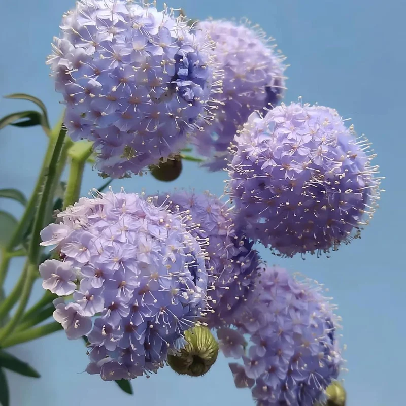 Blue Lace Flower Seeds - 50 Sweet-Scented Didiscus Seeds for Cut Flowers - Image 2
