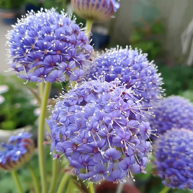 Blue Lace Flower Seeds - 50 Sweet-Scented Didiscus Seeds for Cut Flowers - Image 1
