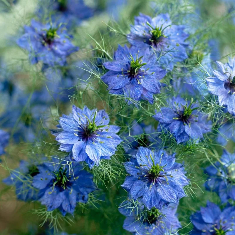 Blue Love In A Mist Seeds - Nigella damascena Flower Seeds - 100 Seeds, Annual - Image 2