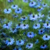 Blue Love In A Mist Seeds - Nigella damascena Flower Seeds - 100 Seeds, Annual - Image 1