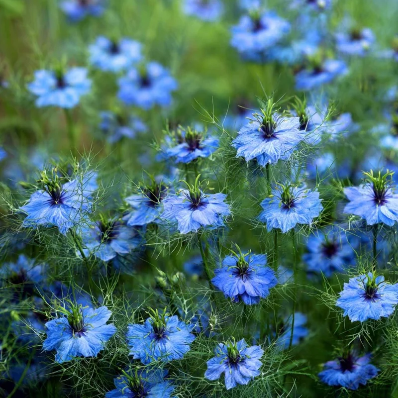 Blue Love In A Mist Seeds - Nigella damascena Flower Seeds - 100 Seeds, Annual - Image 1