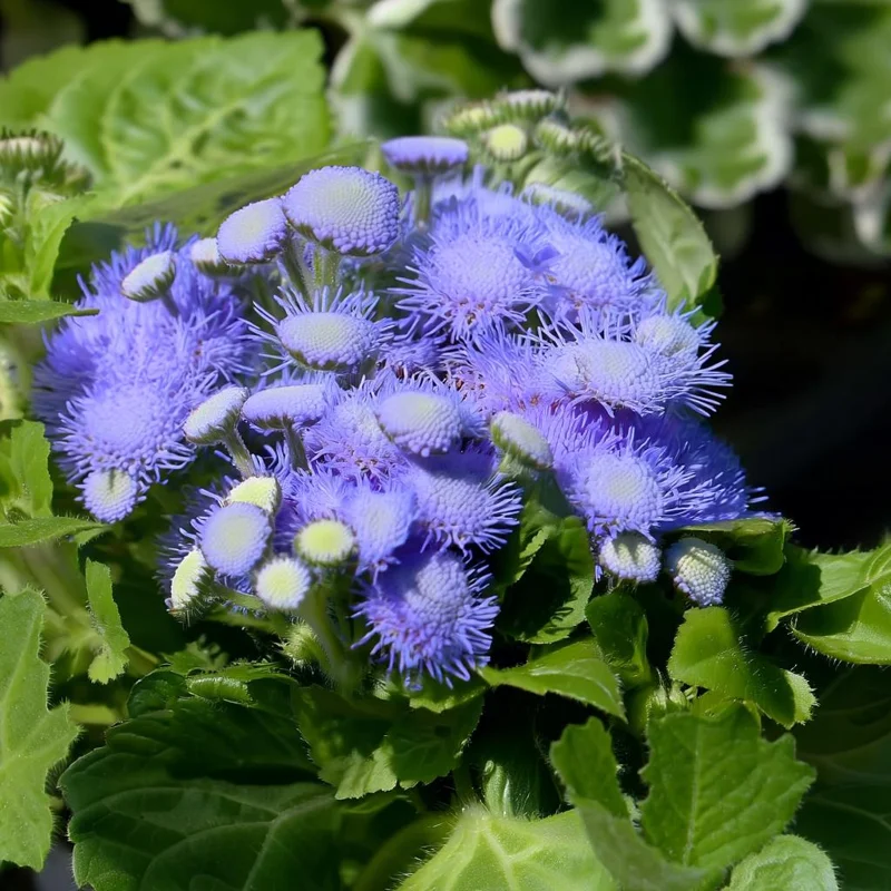 Blue Mist Flower Seeds - 200 Eupatorium coelestinum Seeds - Fragrant Native Wildflower for Pollinator Gardens - Image 2