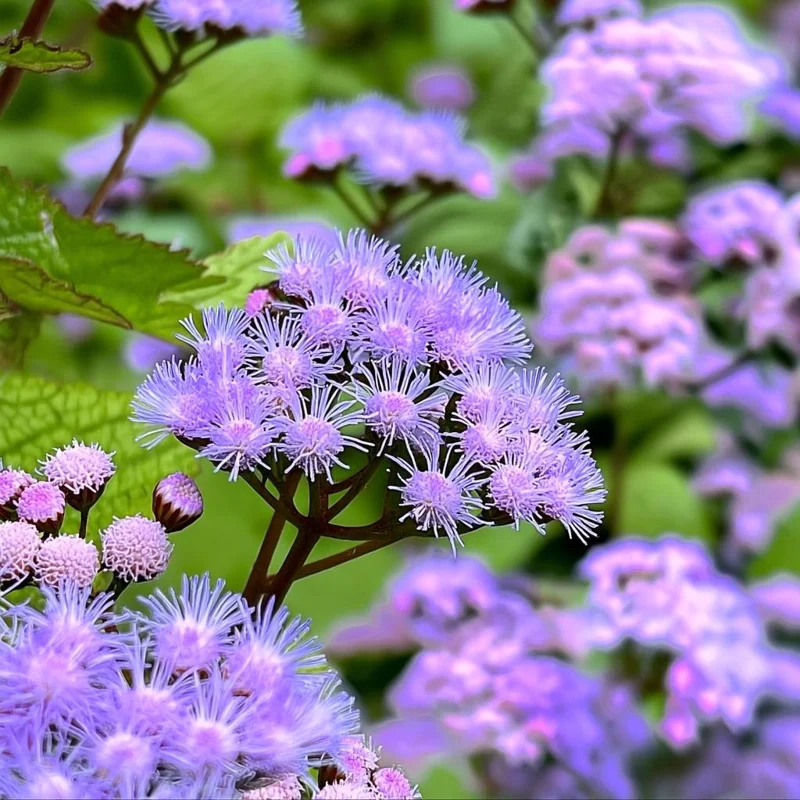 Blue Mist Flower Seeds - 200 Eupatorium coelestinum Seeds - Fragrant Native Wildflower for Pollinator Gardens - Image 3