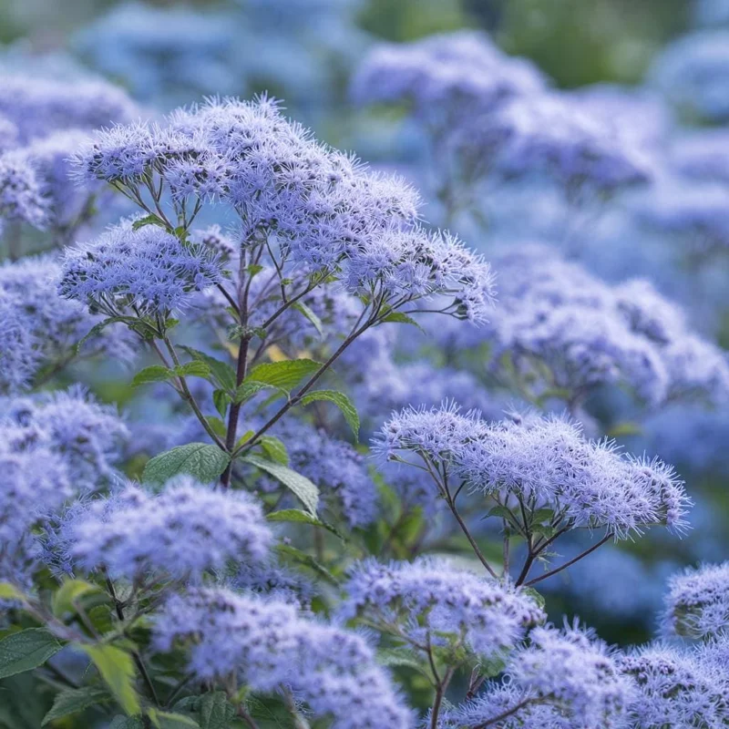 Blue Mist Flower Seeds - 200 Eupatorium coelestinum Seeds - Fragrant Native Wildflower for Pollinator Gardens - Image 4
