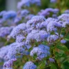 Blue Mist Flower Seeds - Eupatorium coelestinum Native Wildflower, 200 Seeds, Fragrant, Pollinator Garden - Image 1