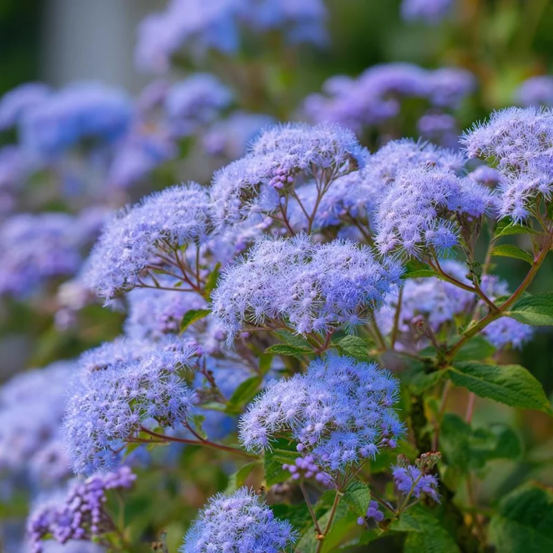 Blue Mist Flower Seeds - Eupatorium coelestinum Native Wildflower, 200 Seeds, Fragrant, Pollinator Garden - Image 1