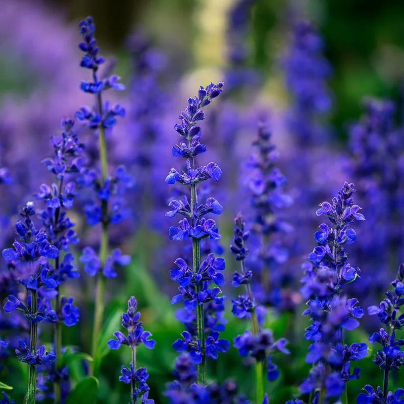 Blue Sage Seeds – Vibrant Blue-Purple Blooms, 100 Seed Pack, Pollinator Friendly - Image 3