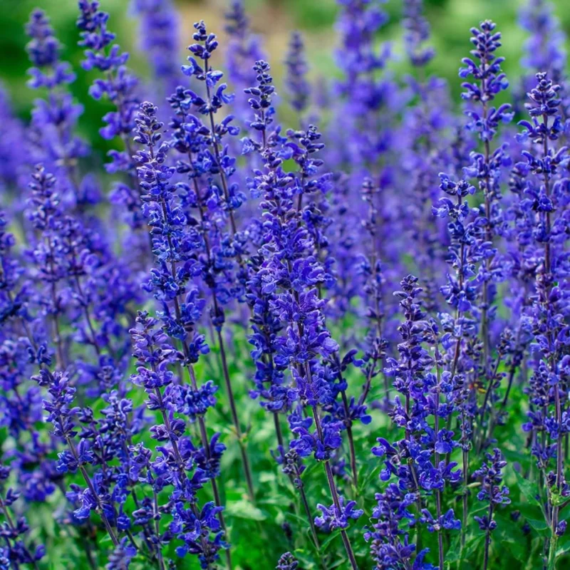 Blue Sage Seeds – Vibrant Blue-Purple Blooms, 100 Seed Pack, Pollinator Friendly - Image 5