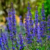 Blue Sage Seeds – Vibrant Blue-Purple Blooms, 100 Seed Pack, Pollinator Friendly - Image 1