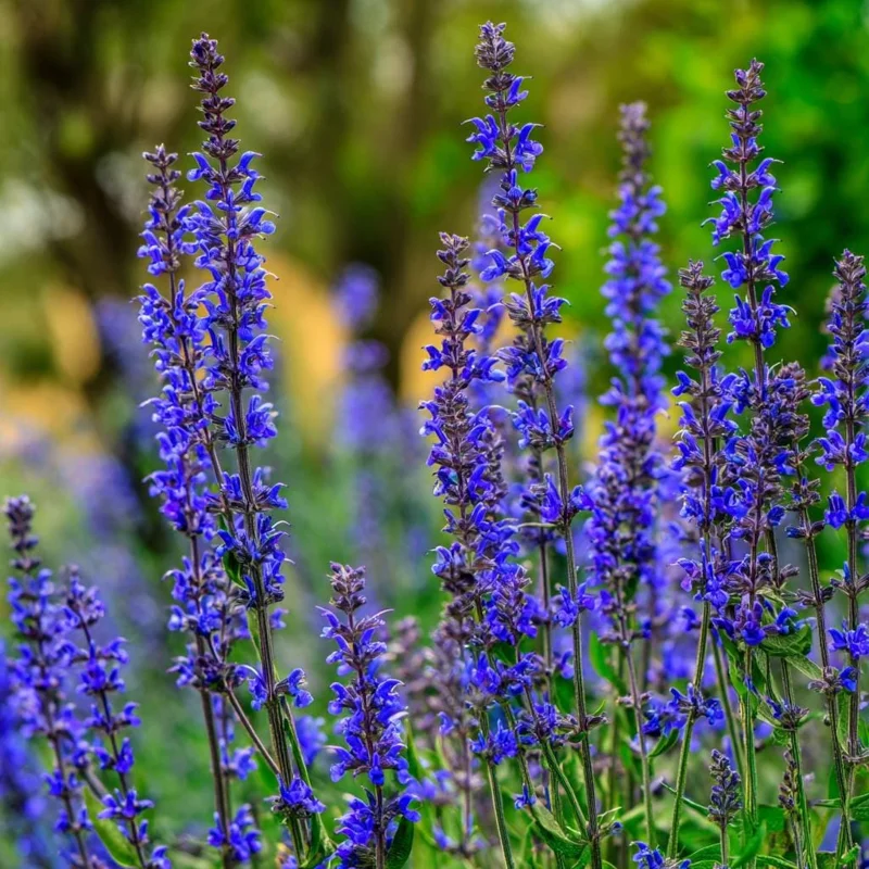 Blue Sage Seeds – Vibrant Blue-Purple Blooms, 100 Seed Pack, Pollinator Friendly - Image 1