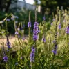 Blue Vervain Seeds - 200 Seeds - Vibrant Blue Blooms - Perennial for Pollinator Gardens - Image 1