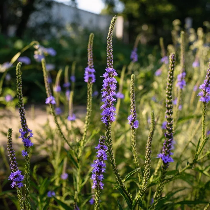 Blue Vervain Seeds - 200 Seeds - Vibrant Blue Blooms - Perennial for Pollinator Gardens - Image 1