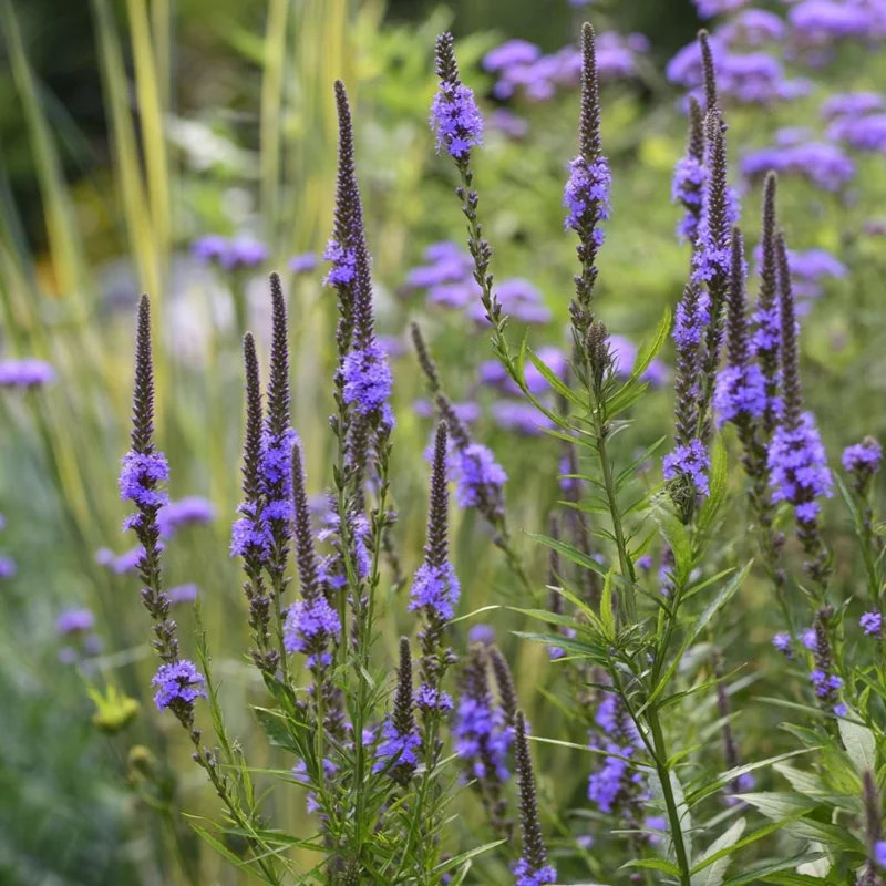 Blue Vervain Seeds - 200 Seeds - Vibrant Blue Blooms - Perennial for Pollinator Gardens - Image 5