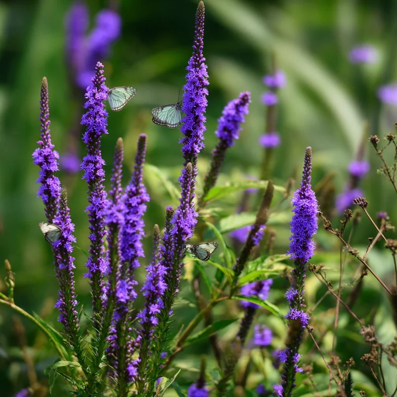 Blue Vervain Seeds - 200 Seeds - Vibrant Blue Blooms - Perennial for Pollinator Gardens - Image 7