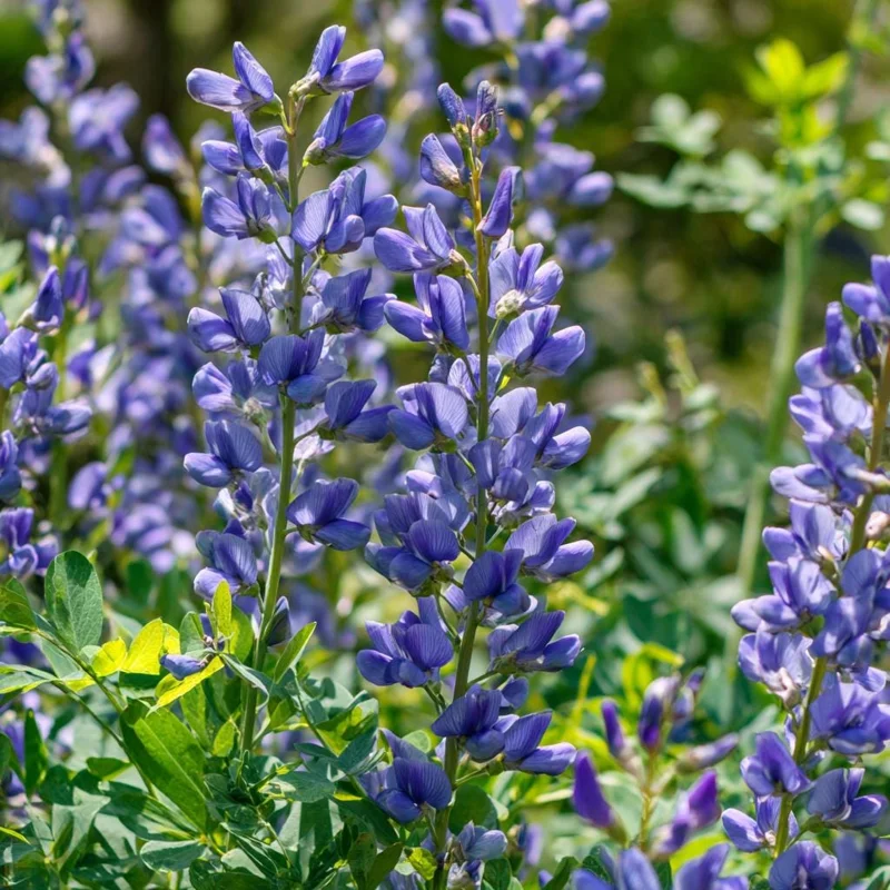Blue Wild Indigo Seeds - 50 Count Hardy Perennial for Pollinator Gardens - Image 2