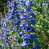 Blue Wild Indigo Seeds - 50 Count Hardy Perennial for Pollinator Gardens - Image 1