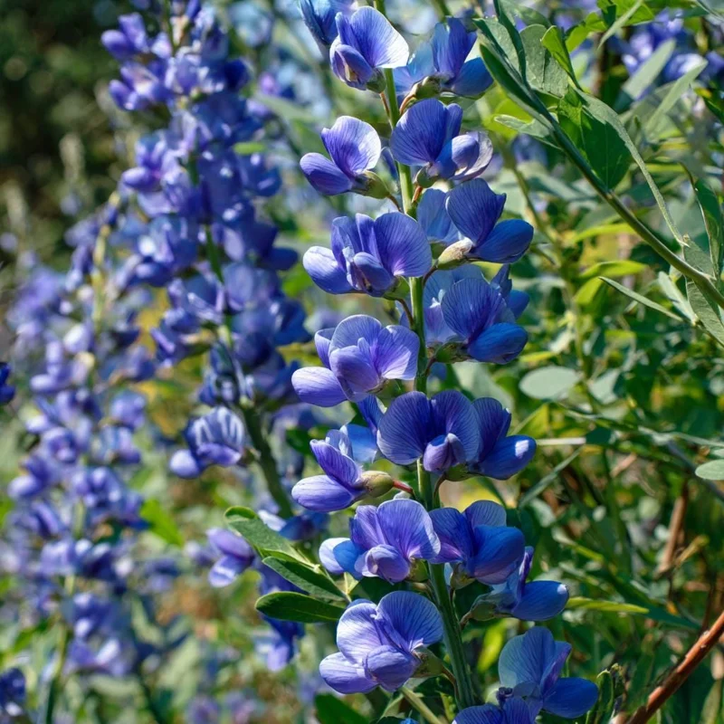 Blue Wild Indigo Seeds - 50 Count Hardy Perennial for Pollinator Gardens - Image 1