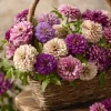 Blueberry Cheesecake Zinnia Seeds - Zinnia elegans, 100 Seed Mix, Lavender & Cream Blooms - Image 1