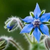 Borage Heirloom Seeds - 100 Count, Edible & Pollinator-Friendly Garden Herb - Image 1