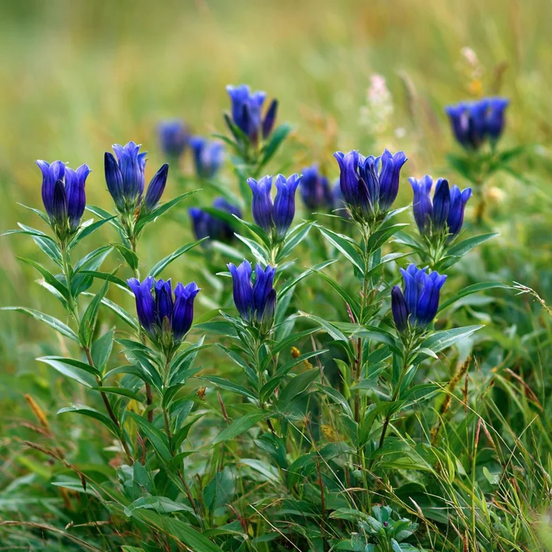Bottle Gentian Seeds – 100 Seeds, Deep Blue Perennial Blooms, Outdoor - Image 3
