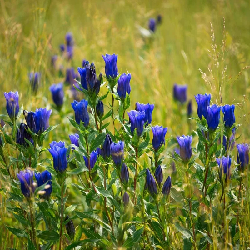 Bottle Gentian Seeds – 100 Seeds, Deep Blue Perennial Blooms, Outdoor - Image 4