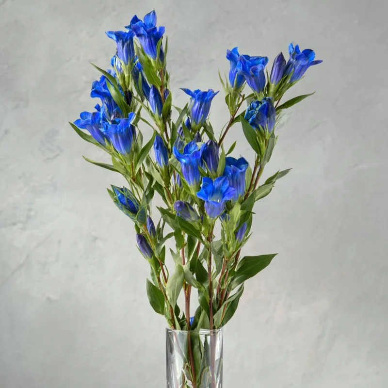 Bottle Gentian Seeds – 100 Seeds, Deep Blue Perennial Blooms, Outdoor - Image 5