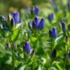 Bottle Gentian Seeds – 100 Seeds, Deep Blue Perennial Blooms, Outdoor - Image 1