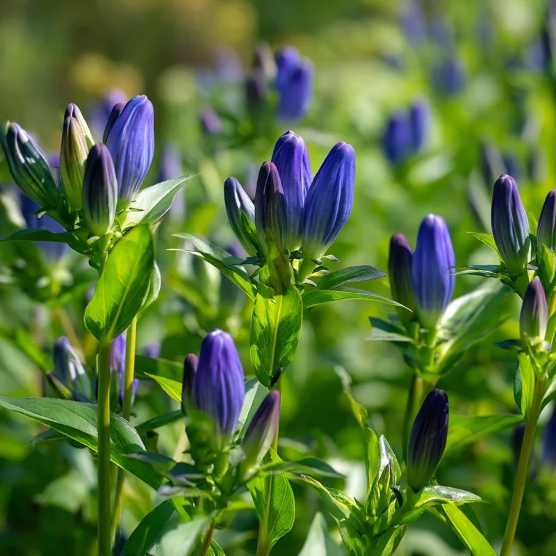 Bottle Gentian Seeds – 100 Seeds, Deep Blue Perennial Blooms, Outdoor - Image 1