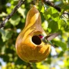 Bottle Gourd Seeds - Calabash Heirloom Gourd for Birdhouses & Crafts - 20 Seeds - Image 1