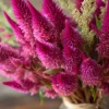 Bright Pink Celosia Seeds - 20 Count - Vibrant Feathery Blooms for Gardens - Image 1