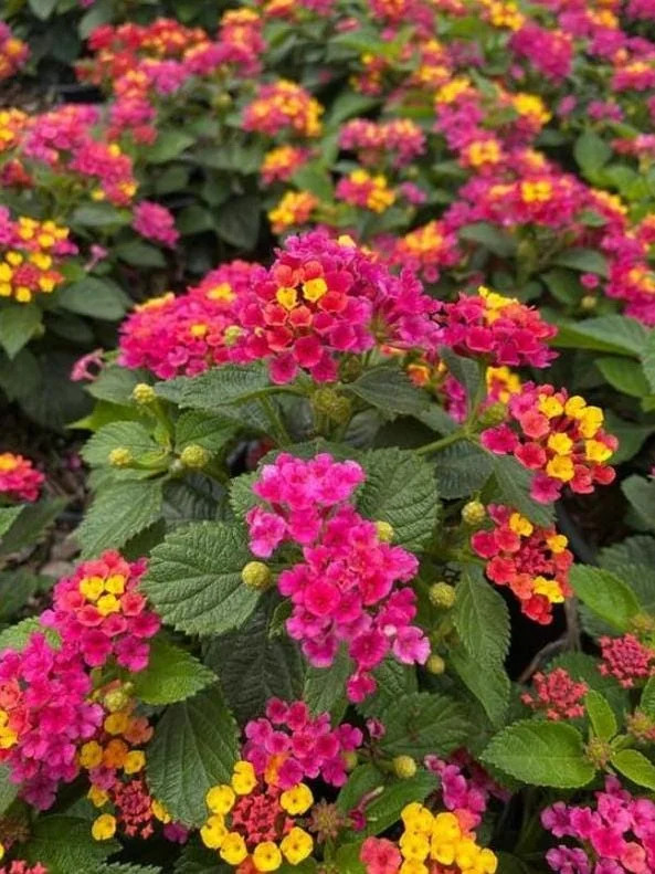 Bright Pink Lantana Live Plants - 2 Per Pot, 4 Inch Tall, Perennial - Image 2