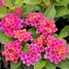 Bright Pink Lantana Live Plants - 2 Per Pot, 4 Inch Tall, Perennial - Image 1