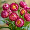 Bright Rose Strawflower Seeds - Everlasting Pink Cut Flower - 50 Seeds - Image 1