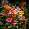 Broken Colors Four O'Clock Seeds - 25 Multicolor Fragrant Blooms - Image 1