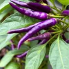 Buena Mulata Pepper Seeds - Hot Heirloom Purple-to-Red Chili, 10 Seeds - Image 1