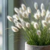 Bunny Tails Grass Seeds – 50 Heirloom Ornamental Hare's Tail Grass Seeds - Image 1