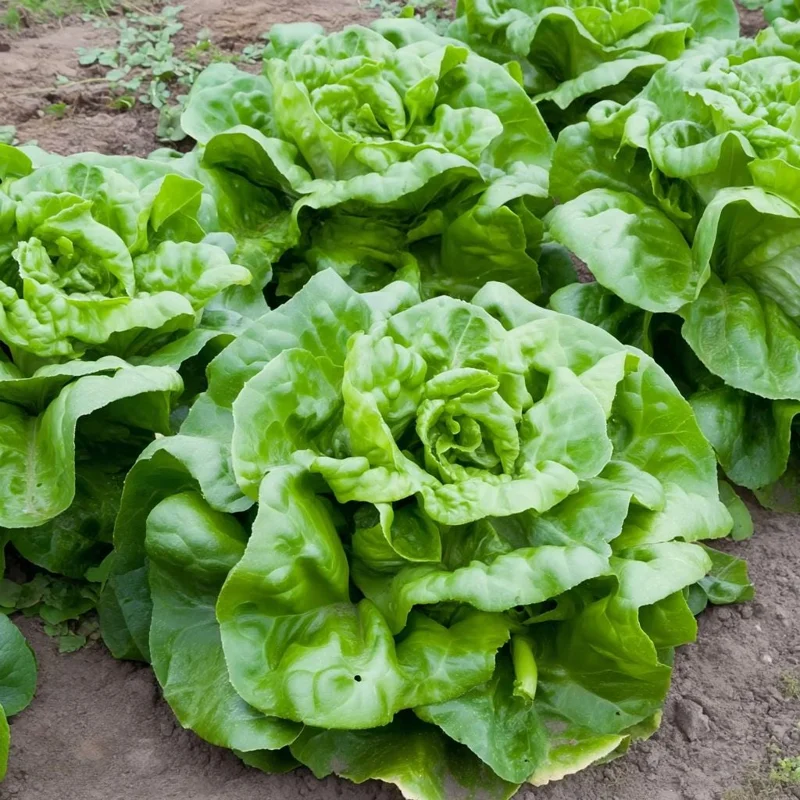 Butterhead Lettuce Seeds - 500 Heirloom Seeds for Tender Garden Greens - Image 2