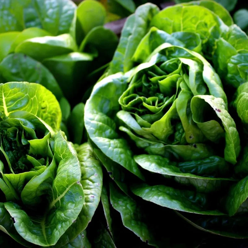 Butterhead Lettuce Seeds - 500 Heirloom Seeds for Tender Garden Greens - Image 3