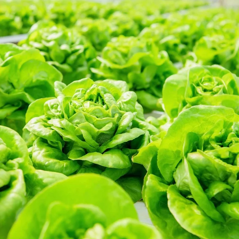 Butterhead Lettuce Seeds - 500 Heirloom Seeds for Tender Garden Greens - Image 4