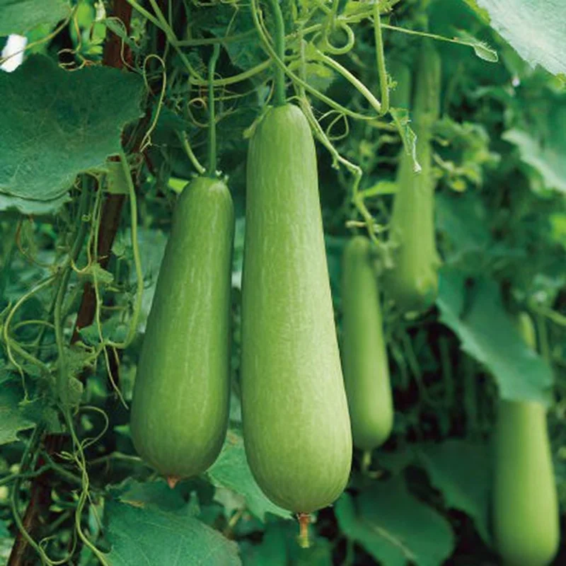 Calabash Gourd Seeds - 15 Fast-Growing Edible Lauki Opo Seeds for Planting - Image 1